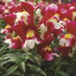 6 Gorgeous Snapdragons For 2014 Greenhouse Grower