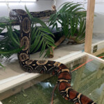 A Sanctuary For Snakes WSU Insider Washington State University