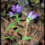 Alabama Wildflower Gallery Encyclopedia Of Alabama