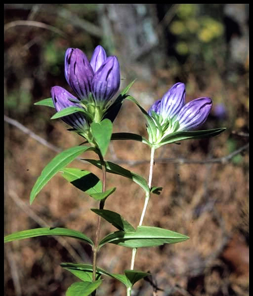 Alabama Wildflower Gallery Encyclopedia Of Alabama