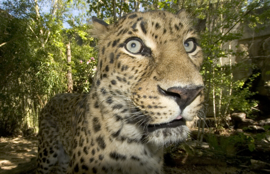 Amur Leopard Oregon Zoo