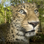 Amur Leopard Oregon Zoo