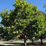 Campus Inaugurates Tree Trail At Friday Event Mississippi State