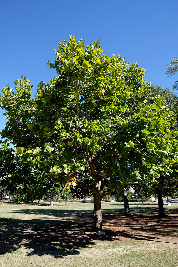 Campus Inaugurates Tree Trail At Friday Event Mississippi State 