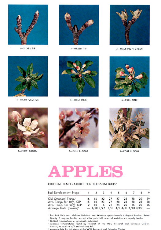 Critical Temperatures And Bud Stage Charts Chelan Douglas Counties 