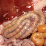 Diarrhea In Newborn Pigs Consider Mesocolon Edema Syndrome National