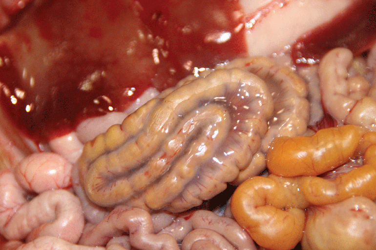 Diarrhea In Newborn Pigs Consider Mesocolon Edema Syndrome National 