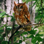 Eastern Screech Owl Ambassador Since 2007 Rocky Mountain Raptor Program