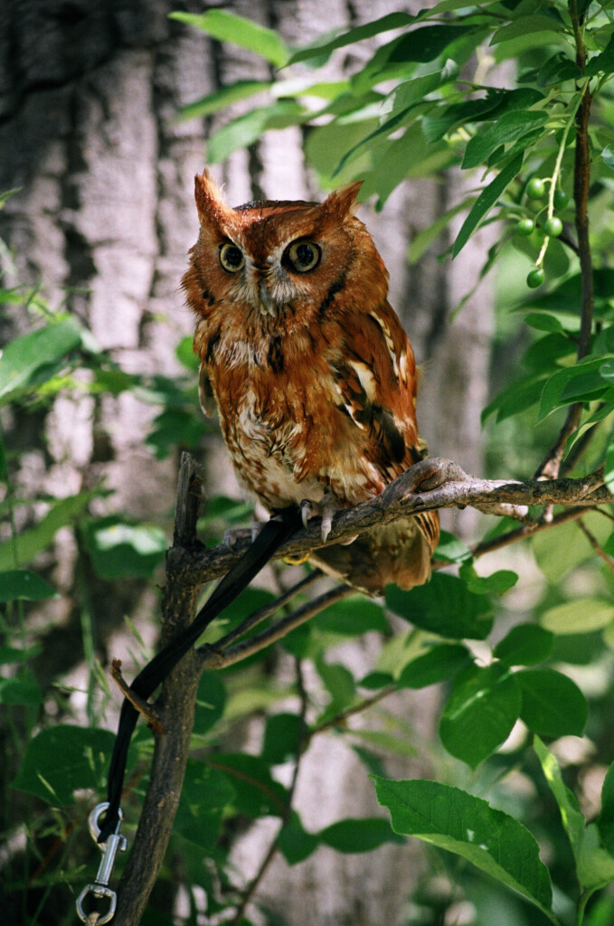 Eastern Screech Owl Ambassador Since 2007 Rocky Mountain Raptor Program