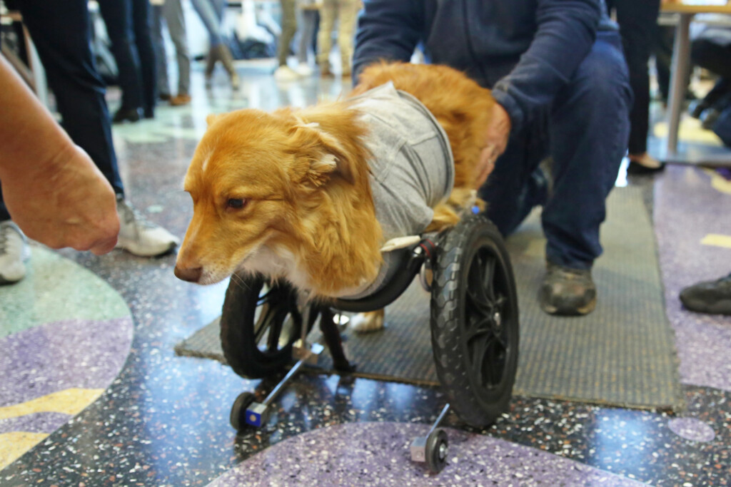 First year Engineering Students Design Cart For Dog Without Front Legs