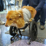 First year Engineering Students Design Cart For Dog Without Front Legs