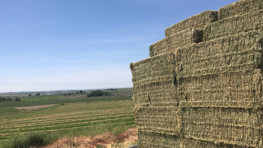 Forages Pastures Animal Agriculture Washington State University