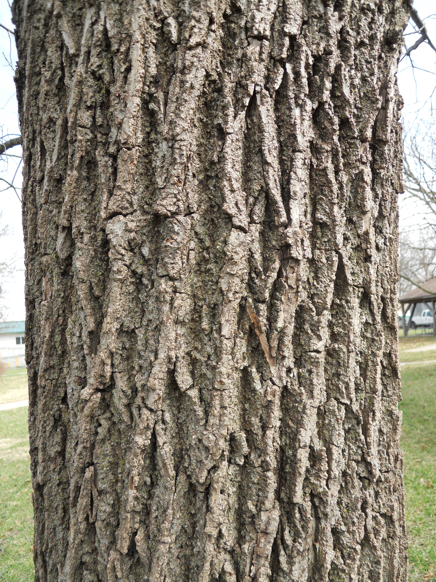 Garden Calendar Identifying Winter Trees Is Tough But Possible News