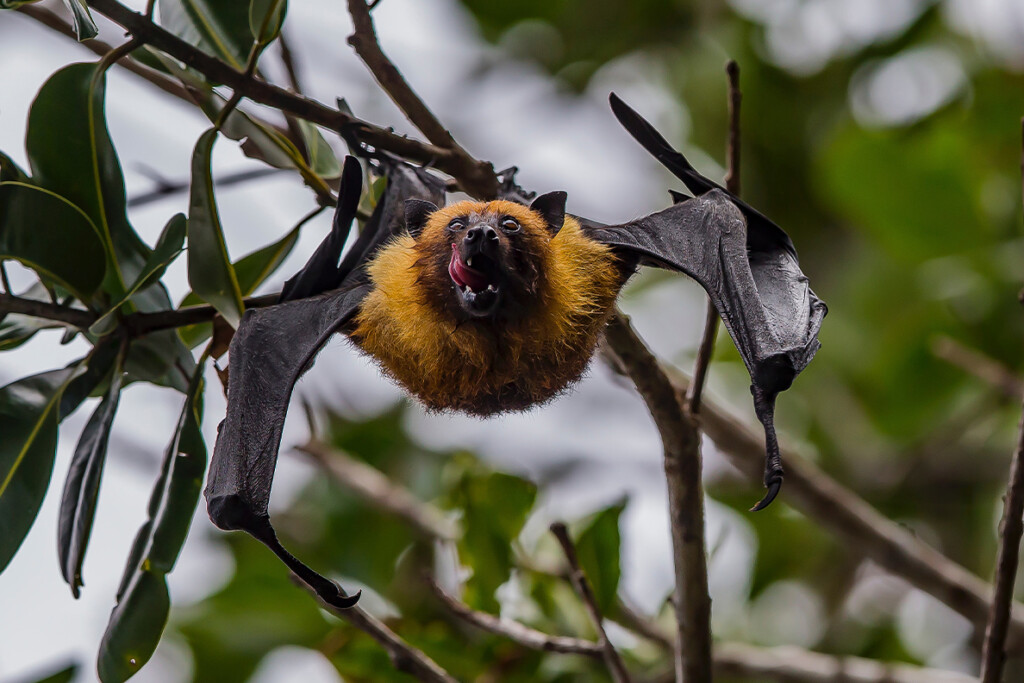 Listen To The Bats WSU Insider Washington State University