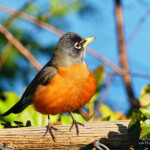 Offer Robins What They Need And They ll Stick Around Oregon State