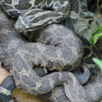 Only Venomous Rattlesnake In Michigan Could Be The Next Endangered