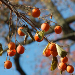 Persimmons Missouri s Finest Fruit Missouri Life