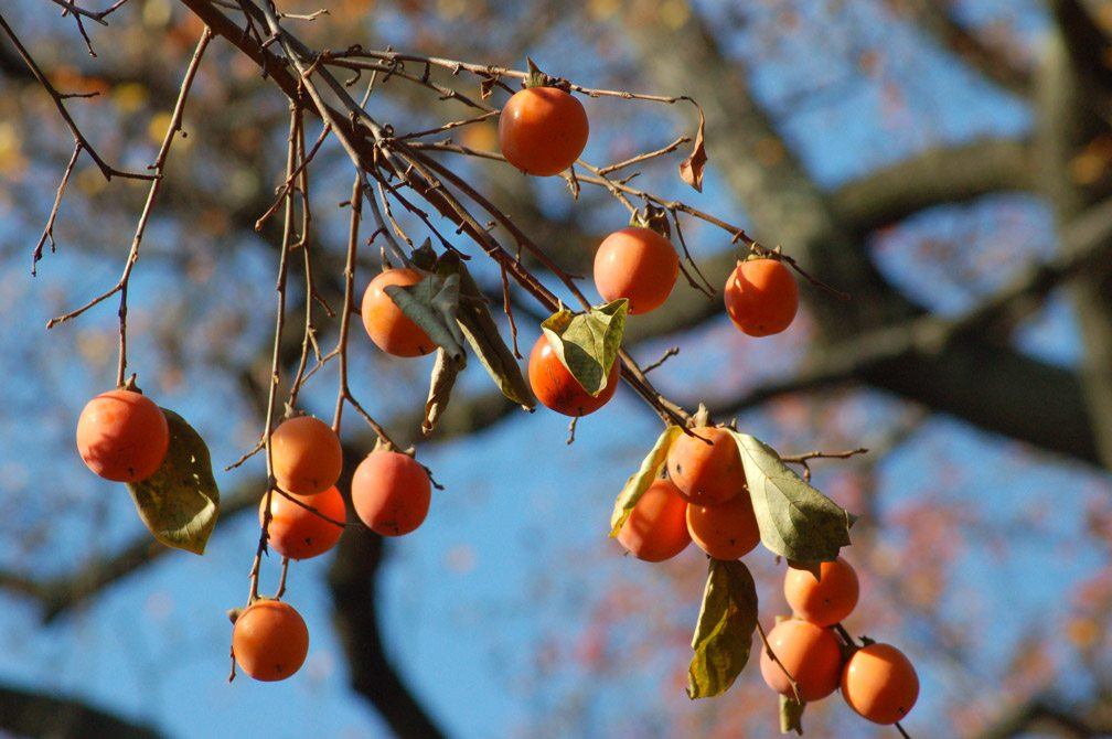 Persimmons Missouri s Finest Fruit Missouri Life