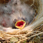 Picking Up Baby Birds Can Do More Harm Than Good Oregon State University