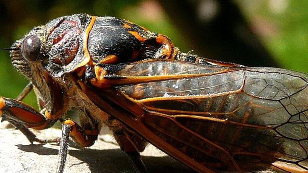 Quad Cities Won t See Or Hear 17 year Cicadas