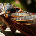 Quad Cities Won t See Or Hear 17 year Cicadas