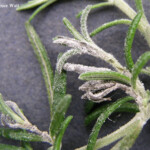 Rosemary Powdery Mildew Cooperative Extension Insect Pests Ticks