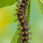 Soft Cute Colorful Nightmares Venomous Caterpillars Of Alabama