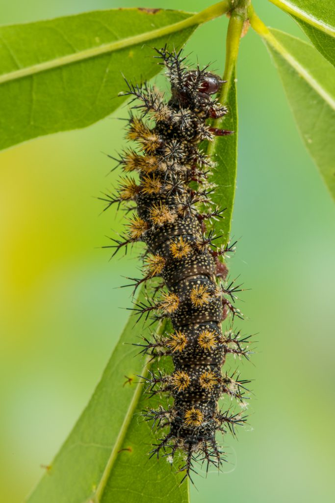 Soft Cute Colorful Nightmares Venomous Caterpillars Of Alabama 