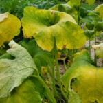 Symptoms Of Bacterial Wilt On Pumpkin Note The Bright Yellowing Of