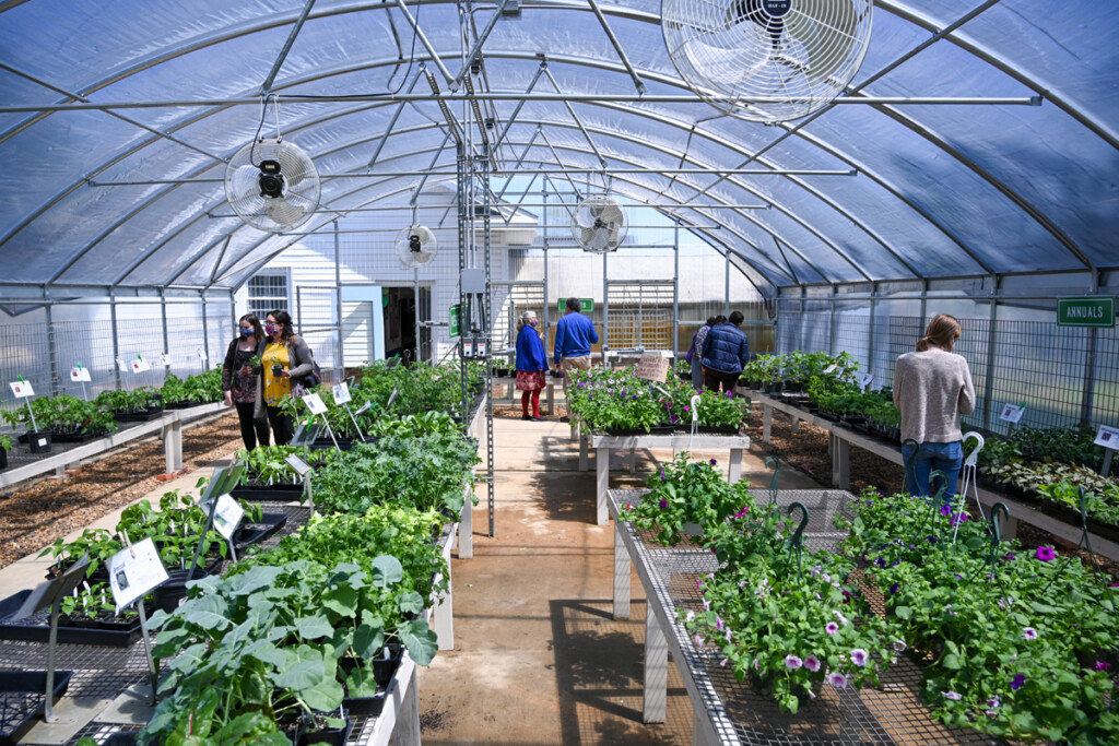 Tech Greenhouse Back In Bloom Louisiana Tech University