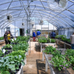 Tech Greenhouse Back In Bloom Louisiana Tech University