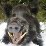 The Rural Blog As Wild Hogs Invade Northwest Officials Start A