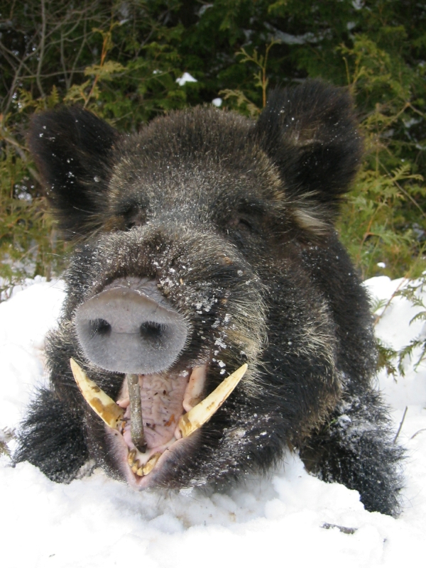 The Rural Blog As Wild Hogs Invade Northwest Officials Start A 