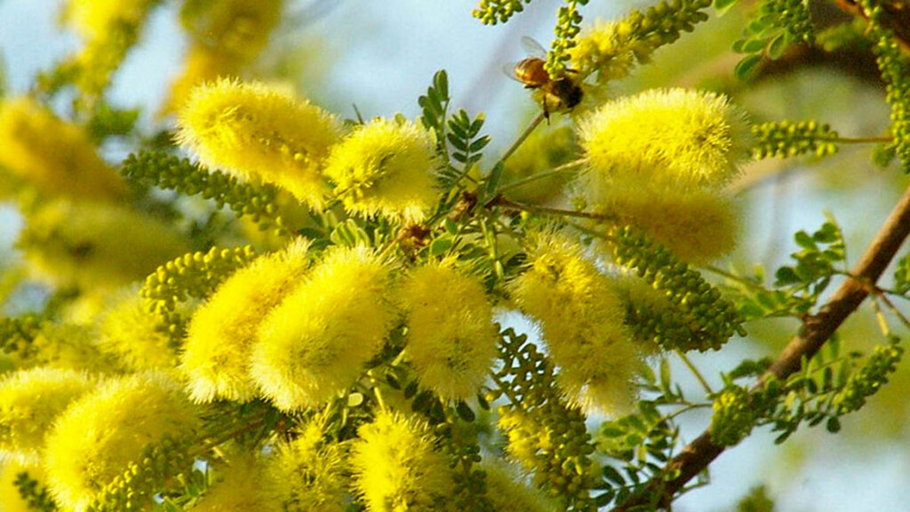 Tree Of The Week Senegalia Greggii Catclaw Acacia Bear Essential News