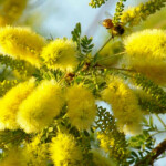 Tree Of The Week Senegalia Greggii Catclaw Acacia Bear Essential News