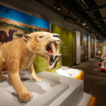 University Of Nebraska State Museum Of Natural History About Us