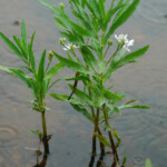 Water willow American Water willow AQUAPLANT