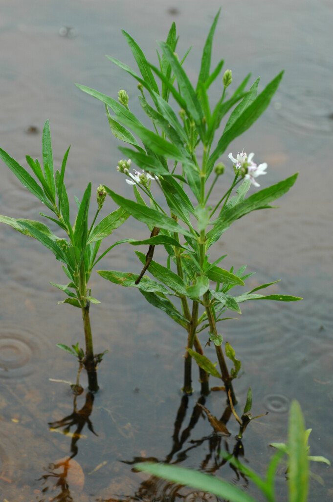 Water willow American Water willow AQUAPLANT