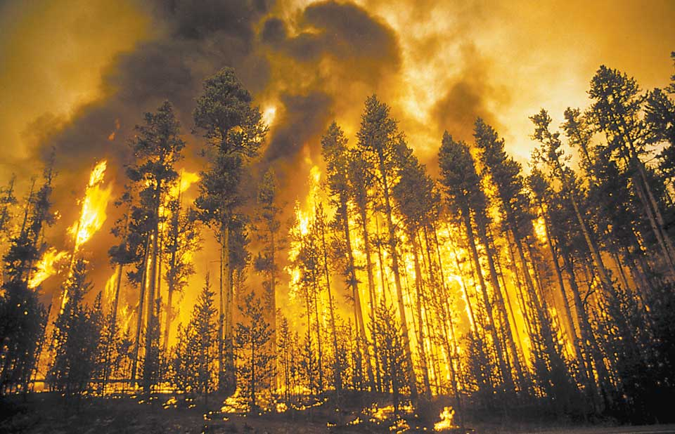 Yellowstone On Fire Chronicle Centennial Bozemandailychronicle