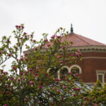 Spring Blooms On The Oregon State University Campus April 2012 Nancy